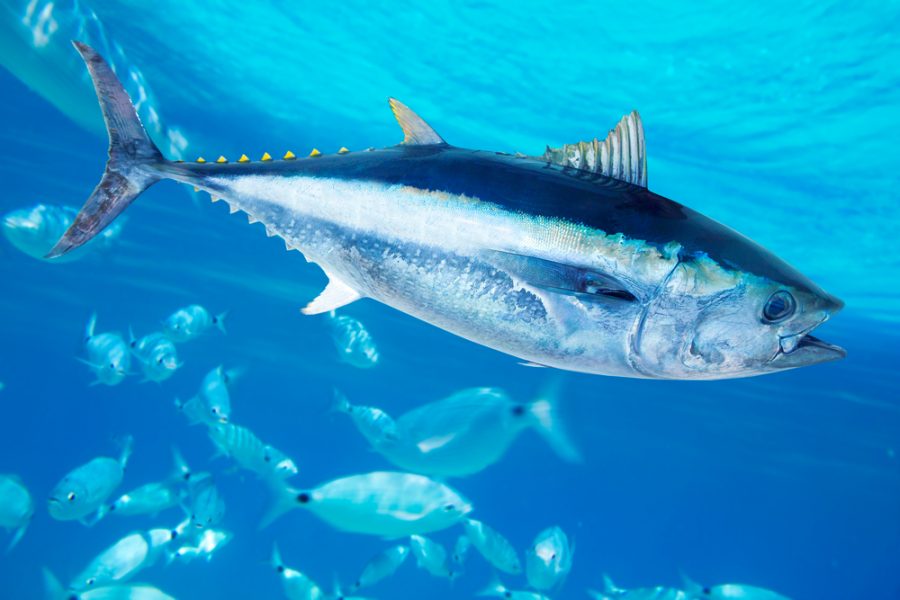 Raw Tuna linked to salmonella outbreak. Sold in California too!