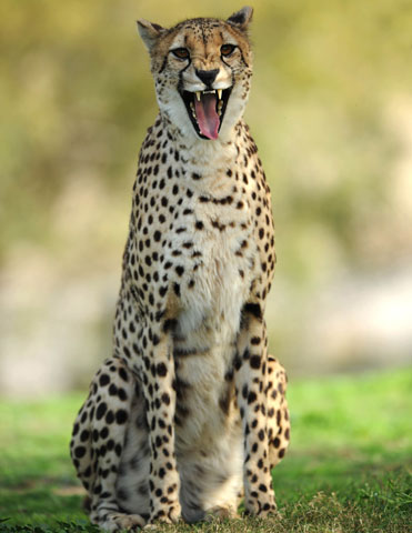 Cheetahs are the fastest land animal