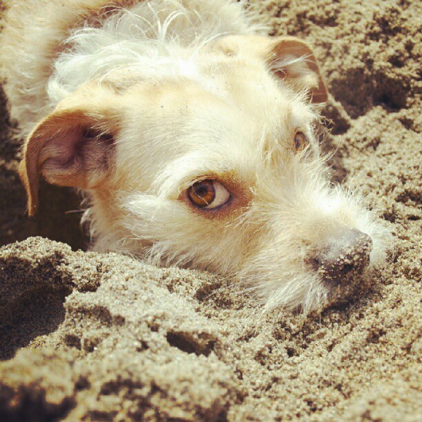 terrier recovering on beach