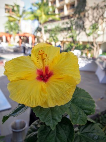 yellow hibiscus by notagrouch.com