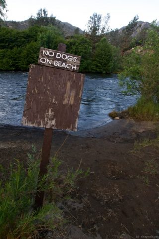 No dogs at the beach