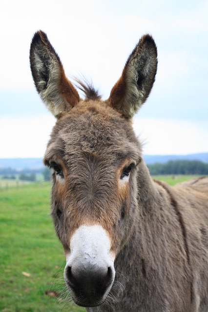 donkey photo