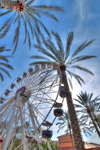 Palms & Ferris Wheel